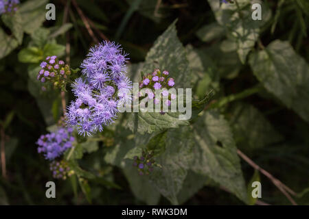 Close up di un viola Mimosa Pudica contro verde piante frondose Foto Stock