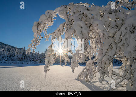 Coperte di neve ontani su un pomeriggio invernale a Mendenhall Recreation Area; Alaska, Stati Uniti d'America Foto Stock