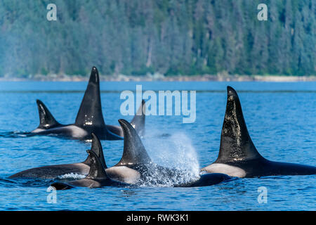 Orcas (Orcinus orca), noto anche come Orche, superficie in Chatham stretto, il passaggio interno; Alaska, Stati Uniti d'America Foto Stock