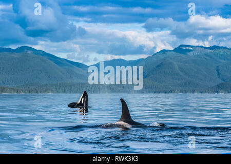 Orcas (Orcinus orca), noto anche come Orche, superficie in Chatham Strait, spy hop in background, all'interno del passaggio Foto Stock