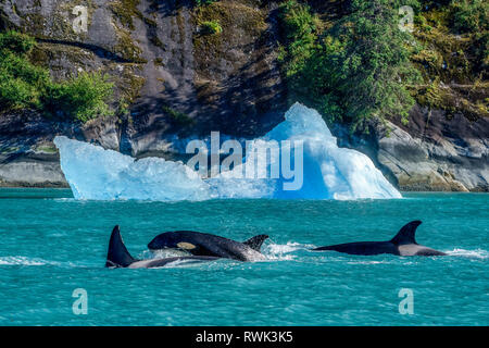 Orcas (Orcinus orca), noto anche come una balena killer, superficie in passaggio interno con un iceberg lungo la costa, Tracy Arm National Monument Wil... Foto Stock
