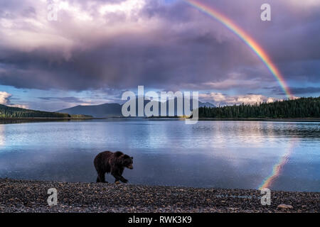 Un orso bruno (Ursus arctos) cammina lungo la costa a Pack Creek mentre la marea esce su Admiralty Island. Un arcobaleno illumina il cielo della sera, Kootzn... Foto Stock