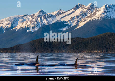 Orcas (Orcinus orca), noto anche come Orche, superficie a Lynn Canal, all'interno del passaggio; Juneau, Alaska, Stati Uniti d'America Foto Stock