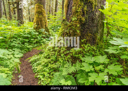 Vecchia Foresta, Sitka Spruce e la cicuta, Tongass National Forest, a sud-est di Alaska; Alaska, Stati Uniti d'America Foto Stock