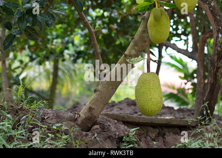 Il vietnamita Jackfruit anche chiamato jack tree è un albero-portato frutto tipico dal Vietnam, Asia Foto Stock