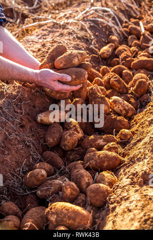 Contadino con le mani in mano in attesa di patate raccolte in terra rossa; Nova Scotia, Canada Foto Stock