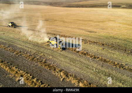 Combina due righe di raccolta di tagliare la canola, a ovest di Beiseker; Alberta, Canada Foto Stock