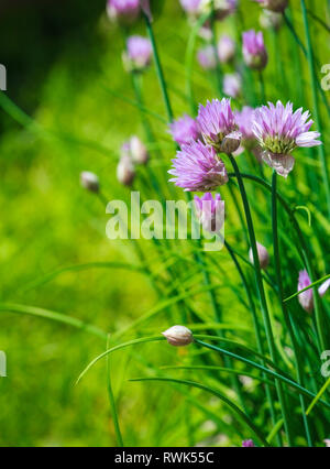 Close-up di erba cipollina viola in fiore nel giardino. Foto Stock