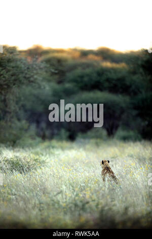 Ghepardo nella concessione di Palmwag, Namibia. Foto Stock