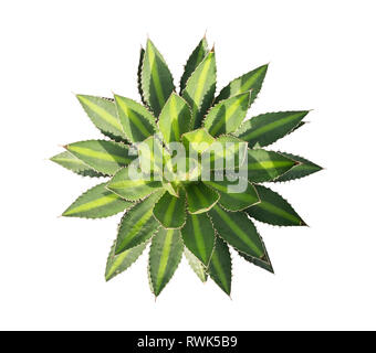 Agave impianto isolato su bianco Foto Stock