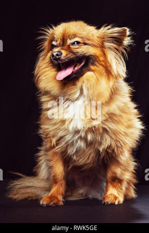 Ritratto in studio di un cane di Pomerania di fronte alla fotocamera e guardando fuori a ridere. Foto Stock
