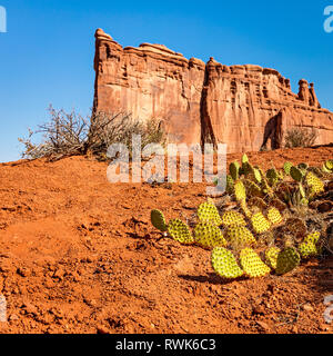 Ficodindia Cactus nel Parco Nazionale di Arches, Utah. La torre di Babele formazione di arenaria è in background. Foto Stock