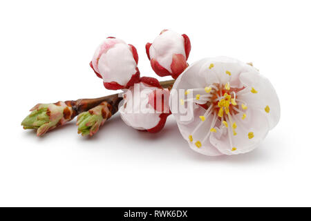 Fiore di mandorla con boccioli isolati su sfondo bianco Foto Stock