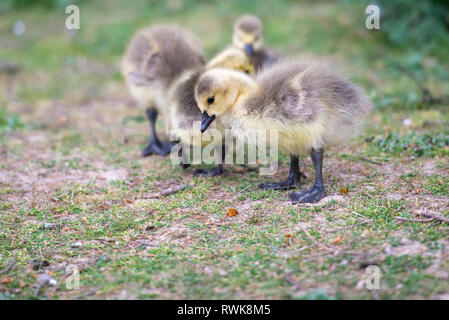 Gruppo di Oche del Canada goslings. Foto Stock