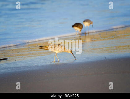 Whimbrel (Numenius phaeopus), refugio State Beach, Goleta, CA. Foto Stock