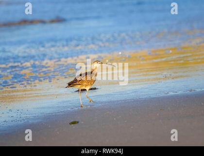 Whimbrel (Numenius phaeopus), refugio State Beach, Goleta, CA. Foto Stock