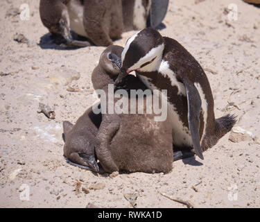 Adulto pinguino africano preening il piumone di uno dei due bambini pulcino sotto le sue cure. Cattura su di una spiaggia soleggiata in Sud Africa Foto Stock