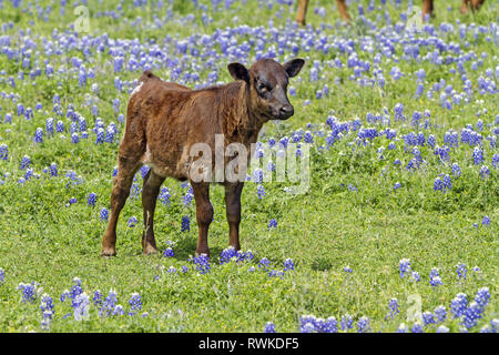Texas longhorn calf in piedi tra i bluebonnets in Hill Country, Texas, Stati Uniti d'America Foto Stock