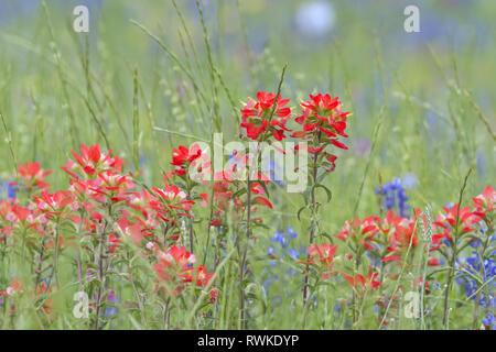 Indian Paintbrush fiori close up con sfondo verde e alcuni bluebonnets Foto Stock