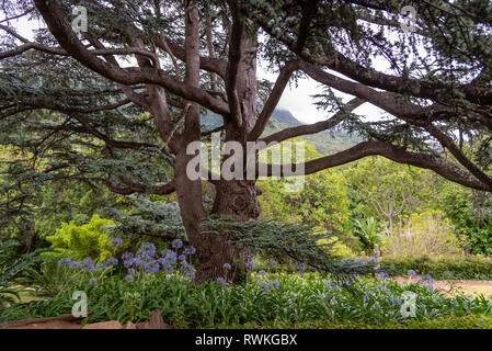 Kirstenbosch National Botanical Garden è acclamato come uno dei più grandi giardini botanici del mondo. Città del Capo, Sud Africa Foto Stock