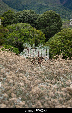 Kirstenbosch National Botanical Garden è acclamato come uno dei più grandi giardini botanici del mondo. Città del Capo, Sud Africa Foto Stock