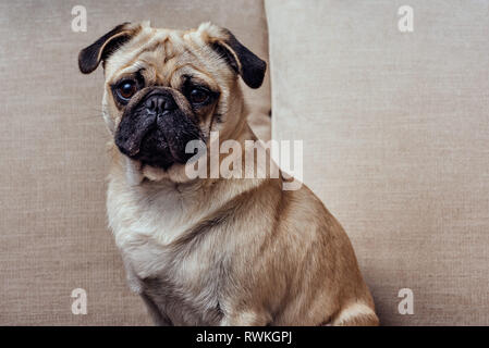 Ritratto di giovane pug cane seduto sul divano Foto Stock