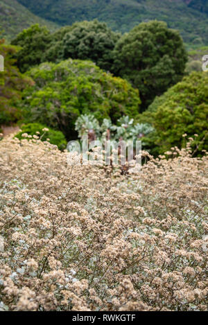 Kirstenbosch National Botanical Garden è acclamato come uno dei più grandi giardini botanici del mondo. Città del Capo, Sud Africa Foto Stock