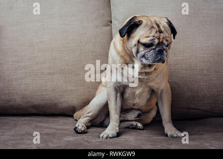 Ritratto di un triste senior pug cane seduto sul divano Foto Stock