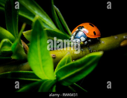 Bella coccinella sul ramoscello verdeggiante foto macro Foto Stock