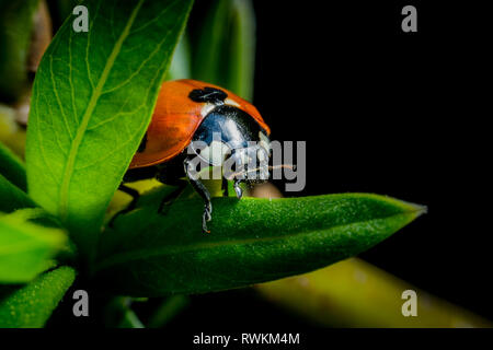 Bella coccinella sul ramoscello verdeggiante foto macro Foto Stock