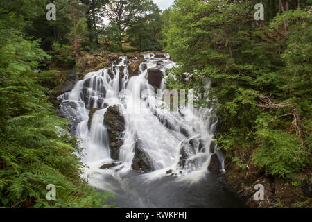 Swallow cade su Afon Llugwy vicino a Betws-y-Coed, Parco Nazionale di Snowdonia, Wales, Regno Unito Foto Stock