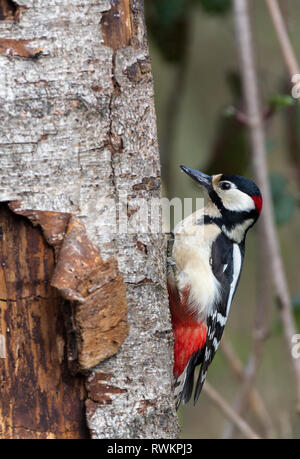 Picchio rosso maggiore spotted maschio (Dendrocopos major) in bianco e nero con rosso Crimson sotto la coda e dietro la testa su maschi. Macchie bianche su ali ripiegate. Foto Stock