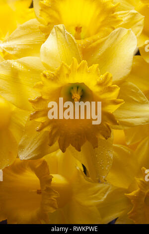 Detail of yellow daffodil Foto Stock