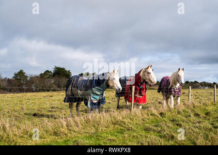 Tre cavalli in campo, Bodigga Cliff, Cornwall, Inghilterra Foto Stock