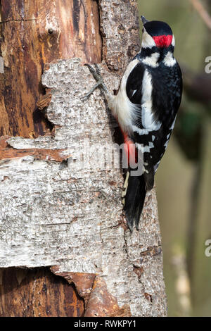 Picchio rosso maggiore spotted maschio (Dendrocopos major) in bianco e nero con rosso Crimson sotto la coda e dietro la testa su maschi. Macchie bianche su ali ripiegate. Foto Stock