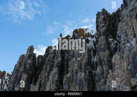 La Bruennich guillemots (uria lomvia) volando sopra la scogliera costiera a basso angolo di visione, Alkefjellet, Spitsbergen, Svalbard, Norvegia. Foto Stock