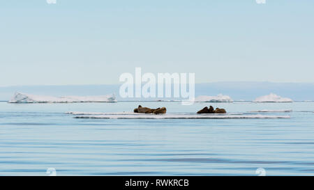 Atlantic tricheco (Odobenus rosmarus) giacente su iceberg, veduta distante, Vibebukta, Austfonna, Nordaustlandet, Svalbard, Norvegia Foto Stock