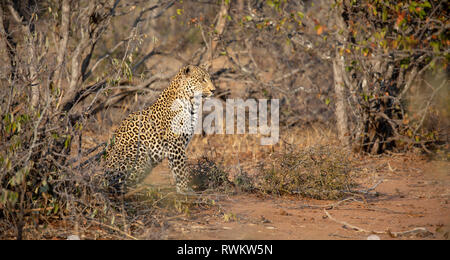 Un enorme maschio a caccia di Leopard e stalking antilope al Sabi Sands, Sud Africa Foto Stock