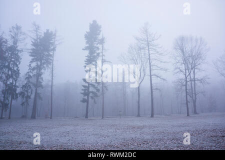 Inverno mattina nei boschi con il gelo e la nebbia Foto Stock