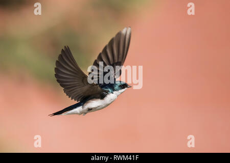 Tree swallow (Tachycineta bicolore) in volo, prese a Lac le Jeune, nei pressi di Kamloops; British Columbia, Canada Foto Stock