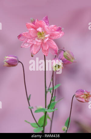 Clementina Rosa Rose (Aquilegia vulgaris) fiore che sboccia in un giardino nel cortile in tarda estate; Calgary, Alberta, Canada Foto Stock