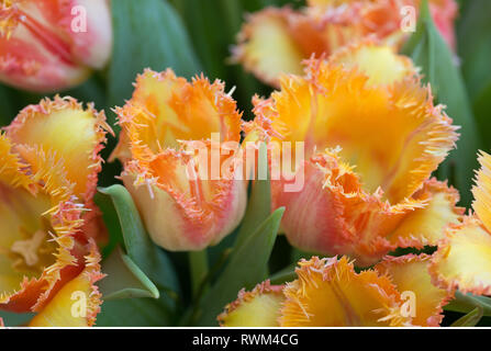 La botanica, sfrangiato tulipani, attenzione! Per Greetingcard-Use / Postcard-Use nei Paesi di lingua tedesca talune restrizioni possono applicare Foto Stock