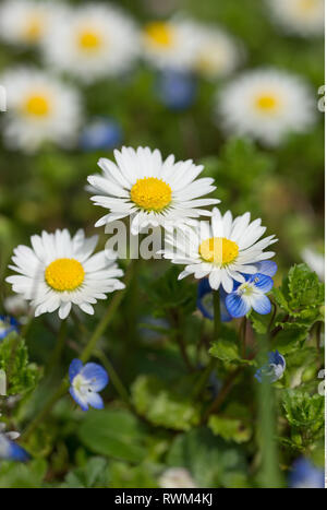 La botanica, Daisy, attenzione! Per Greetingcard-Use / Postcard-Use nei Paesi di lingua tedesca talune restrizioni possono applicare Foto Stock