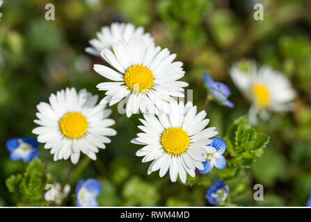 La botanica, Daisy, attenzione! Per Greetingcard-Use / Postcard-Use nei Paesi di lingua tedesca talune restrizioni possono applicare Foto Stock