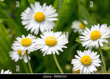 La botanica, Daisy, attenzione! Per Greetingcard-Use / Postcard-Use nei Paesi di lingua tedesca talune restrizioni possono applicare Foto Stock