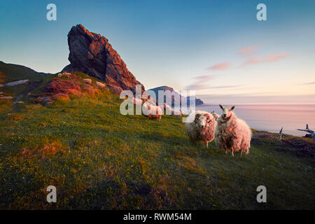 Pecora selvatica (Ovis canadensis) in piedi sulle scogliere vicino al fiume di trota, Parco Nazionale Gros Morne, Terranova e Labrador Foto Stock