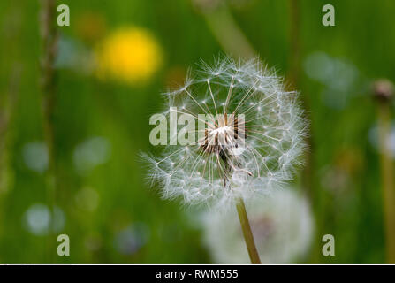 La botanica, blowball, attenzione! Per Greetingcard-Use / Postcard-Use nei Paesi di lingua tedesca talune restrizioni possono applicare Foto Stock
