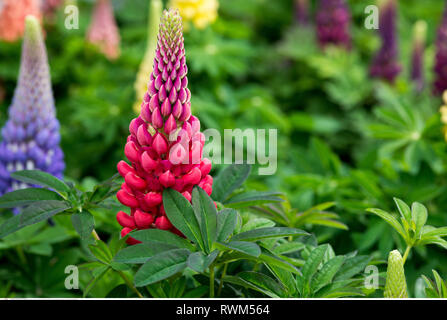 La botanica, Lupin, attenzione! Per Greetingcard-Use / Postcard-Use nei Paesi di lingua tedesca talune restrizioni possono applicare Foto Stock