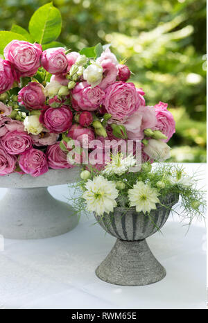La botanica, rosa fiori recisi, attenzione! Per Greetingcard-Use / Postcard-Use nei Paesi di lingua tedesca talune restrizioni possono applicare Foto Stock