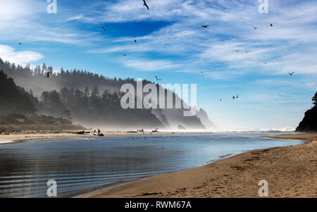 Gli uccelli volare sopra le acque tranquille di un ingresso di Oregon Coast; Oregon, Stati Uniti d'America Foto Stock